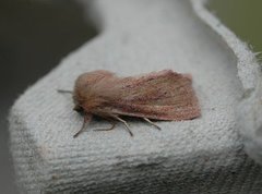 Starrfly (Denticucullus pygmina)