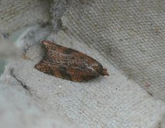 Nettflatvikler (Acleris rhombana)