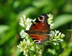 Dagpåfugløye (Aglais io)