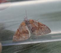 Fjærbarmåler (Thera firmata)