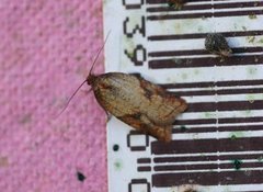 Mjødurtflatvikler (Acleris aspersana)