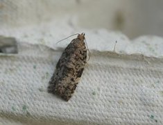 Bartrevikler (Dichelia histrionana)