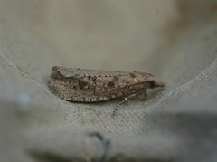 Great Bell (Epiblema grandaevana)