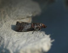 Rognesmalmott (Acrobasis advenella)