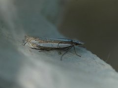 Grass-veneer (Crambus pascuella)