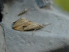 Garden Pebble (Evergestis forficalis)