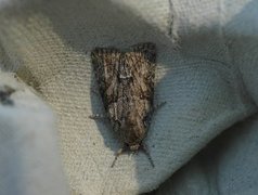 Marbled Grey (Bryophila raptricula)