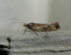 White-shouldered Smudge (Ypsolopha parenthesella)
