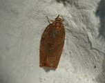 Rødbrun bladvikler (Pandemis heparana)