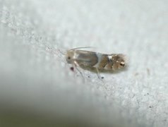 Phyllonorycter ulmifoliella