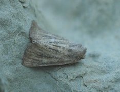 Mere Wainscot (Photedes fluxa)