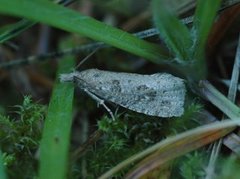 Grå stengelvikler (Epiblema grandaevana)