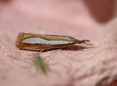 Pearl-band Grass Veneer (Catoptria margaritella)