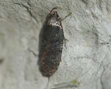 Large Purple Flat-body (Agonopterix liturosa)