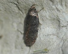 Agonopterix liturosa