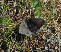 Dewy Ringlet (Erebia pandrose)