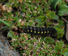 Fjellbloddråpesvermer (Zygaena exulans)