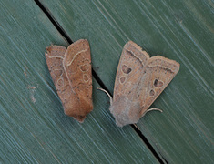 Punktseljefly (Orthosia gracilis)