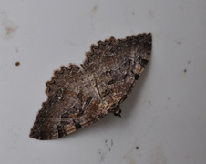 Scarce Tissue (Rheumaptera cervinalis)
