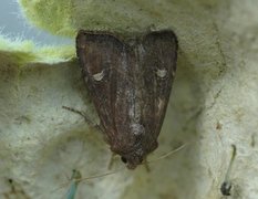 Brunt sumpfly (Helotropha leucostigma)