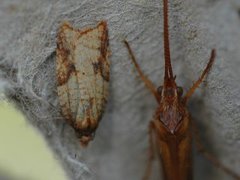 Mjødurtflatvikler (Acleris aspersana)