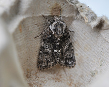 Knot Grass (Acronicta rumicis)