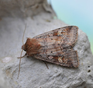 Ingrailed Clay (Diarsia mendica)