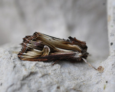 Purple Cloud (Actinotia polyodon)