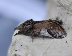 Pebble Prominent (Notodonta ziczac)