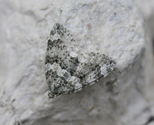 Autumn Green Carpet (Chloroclysta miata)