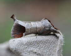 Rødflekkstjertspinner (Clostera curtula)