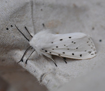 White Ermine (Spilosoma lubricipeda)