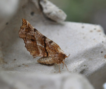 Early Thorn (Selenia dentaria)