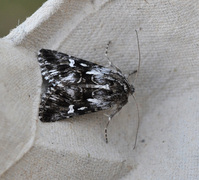 Torskemunnfly (Calophasia lunula)