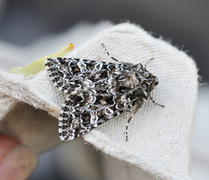 Brunt nellikfly (Hadena perplexa)