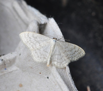 Cream Wave (Scopula floslactata)