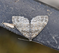 The Seraphim (Lobophora halterata)
