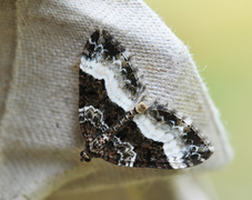 Sharp-angled Carpet (Euphyia unangulata)