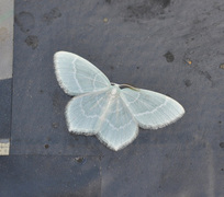 Little Emerald (Jodis lactearia)