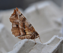 Blek månemåler (Selenia dentaria)