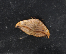 Oresigdvinge (Drepana curvatula)