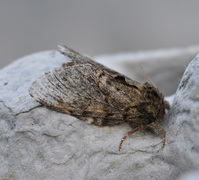 Great Prominent (Peridea anceps)