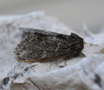 Large Dark Prominent (Notodonta torva)
