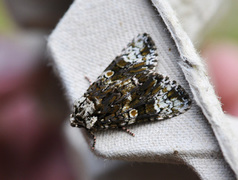 The Coronet (Craniophora ligustri)