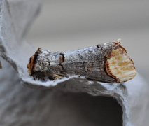 Buff-tip (Phalera bucephala)