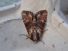 Kileengfly (Apamea crenata)