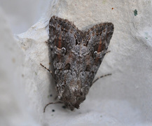 Pale Shining Brown (Polia bombycina)