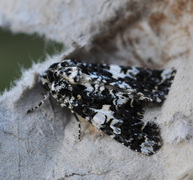 Marbled Coronet (Hadena confusa)