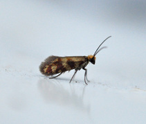 Red-barred Gold (Micropterix tunbergella)
