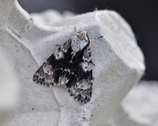 Orekveldfly (Acronicta alni)